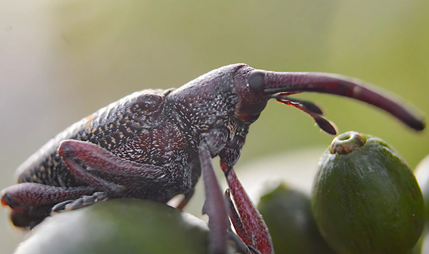 Heilipus Lauri